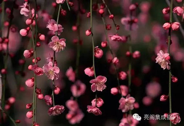 鋁門(mén)窗廠(chǎng)家,鋁合金門(mén)窗十大品牌－－桃花